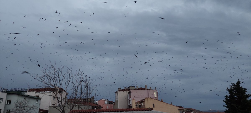 Trakya'da kargalar göğü kapladı